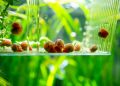 a group of snails crawling on a plant
