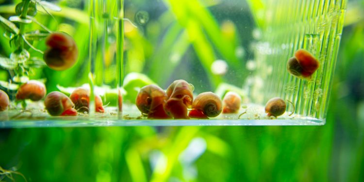 a group of snails crawling on a plant