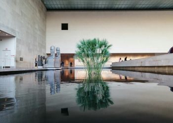 reflection of green-leafed plant on body of water inside a building