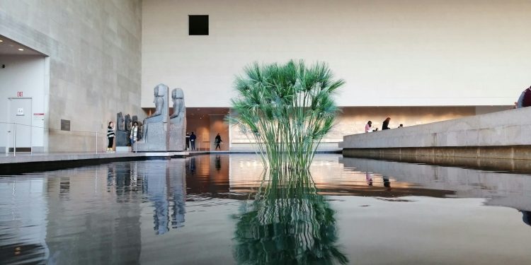 reflection of green-leafed plant on body of water inside a building
