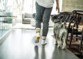gray dog looking at the person