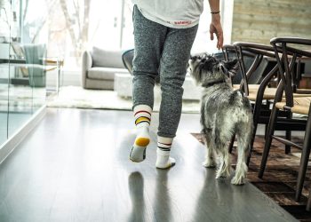 gray dog looking at the person