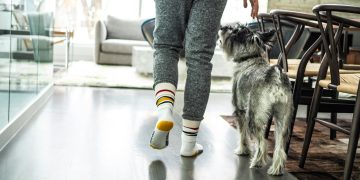 gray dog looking at the person